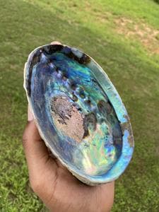 Abalone Shell